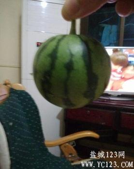 盐城夏天吃的瓜,探寻盐城夏天的特色瓜果盛宴