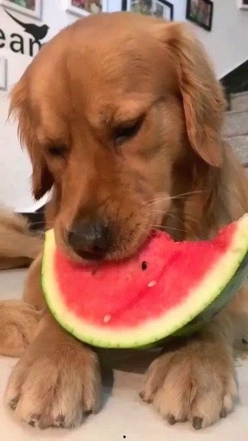 吃瓜金毛,揭秘娱乐圈的“狗仔”传奇