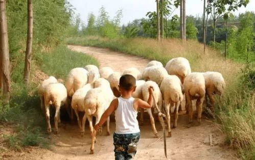 内蒙主播吃瓜,揭秘草原美食新风尚