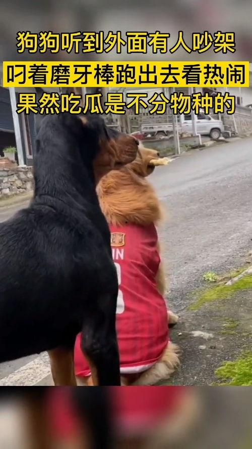 吃瓜群众是什么动物,揭秘网络时代的“瓜田”动物