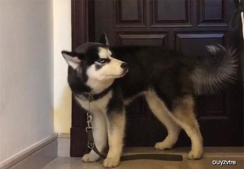 带你吃瓜之哈士奇