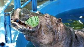 河马吃瓜解暑,夏日清凉新风尚