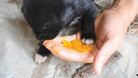 吃瓜 蛆,揭秘网络舆论场中的“吃瓜群众”现象