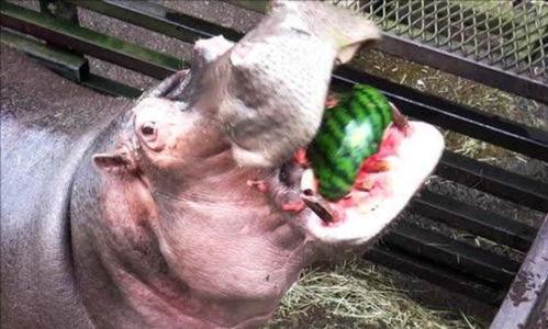 盘点河马吃瓜,盘点河马吃瓜的趣味瞬间