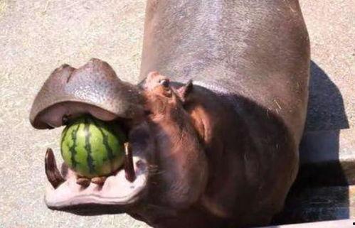 盘点河马吃瓜,盘点河马吃瓜的趣味瞬间