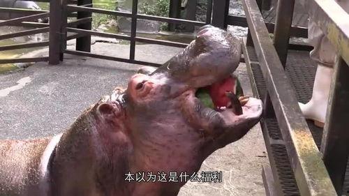 盘点河马吃瓜,盘点河马吃瓜的趣味瞬间