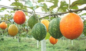 吃的吊瓜有点苦,探寻吊瓜的独特风味