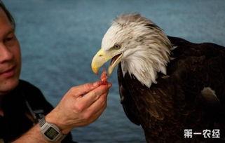 大头鹰评价吃瓜