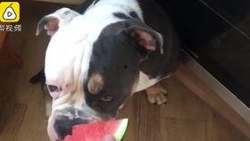 狗狗吃瓜就拉稀,揭秘瓜类对狗狗肠胃的影响