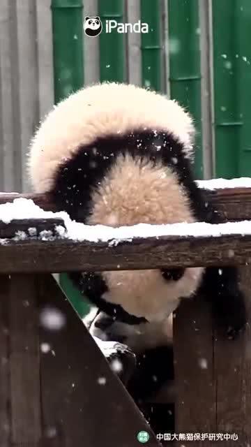 吃瓜小熊乞讨,吃瓜小熊的乞讨奇遇记