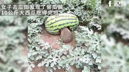 大西瓜视频吃瓜