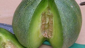 儿童可以吃绿宝瓜吗,儿童适宜食用绿宝瓜的营养指南