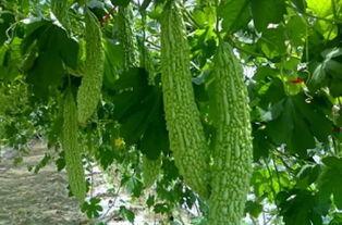 普瓜咋吃,探索家常美味新境界