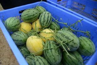 黄金土地 吃瓜群众,揭秘吃瓜群众的狂欢盛宴