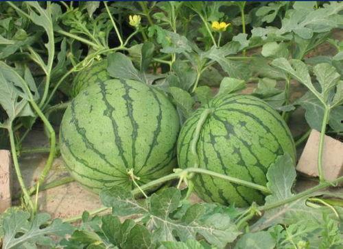 吃瓜小西瓜,揭秘娱乐圈那些不为人知的幕后故事