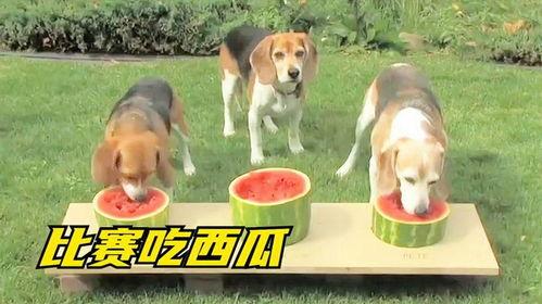 狗狗可以吃瓜嘛,揭秘狗狗吃瓜的真相