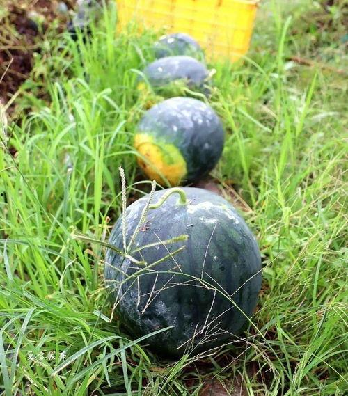 镇平本地吃瓜,探寻本地特色美食之旅