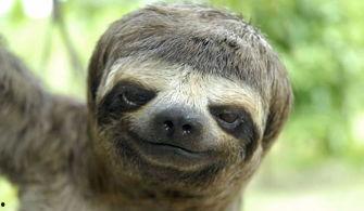 尼加拉瓜为啥吃树懒,揭秘为何树懒成为餐桌佳肴