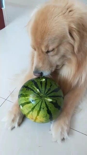 吃不动梨啃不动瓜,吃不动梨啃不动瓜的解暑美食攻略