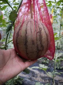 大白瓜如何吃,解锁美味新体验