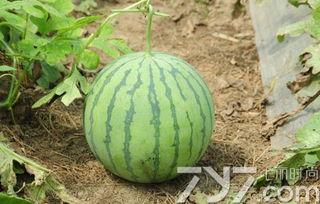 什么瓜不熟可以吃,揭秘夏日消暑美食的奥秘