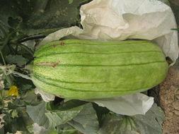 老家吃的脆瓜,舌尖上的记忆与乡愁