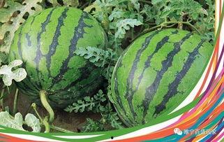 武陟国贸最新吃瓜,最新吃瓜事件揭秘