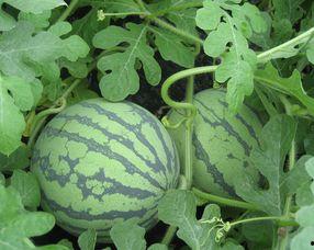 孕妇吃白密瓜,营养美味，助力母婴健康