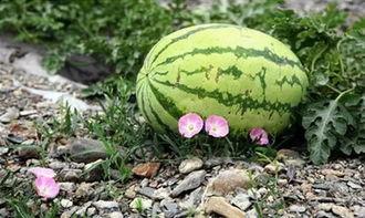 姑苏蓝氏吃瓜,揭秘古代世家大族的“吃瓜”生活